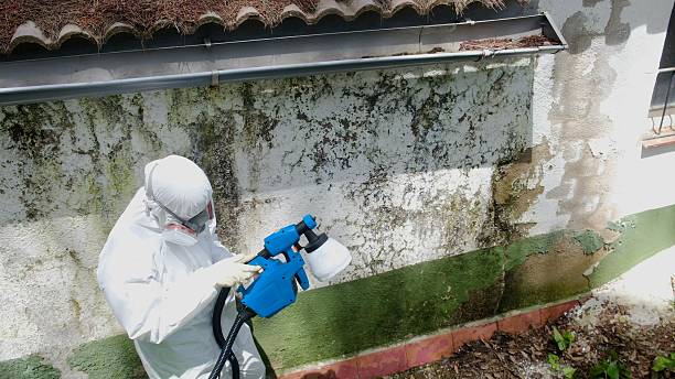 Top rated local Mold Remediation specialists in Lebanon, IL